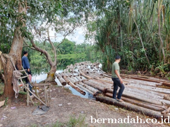 Polda Riau Bongkar Mafia Illegal Logging Anak Jenderal Di Cagar Biosfer Giam Siak Kecil