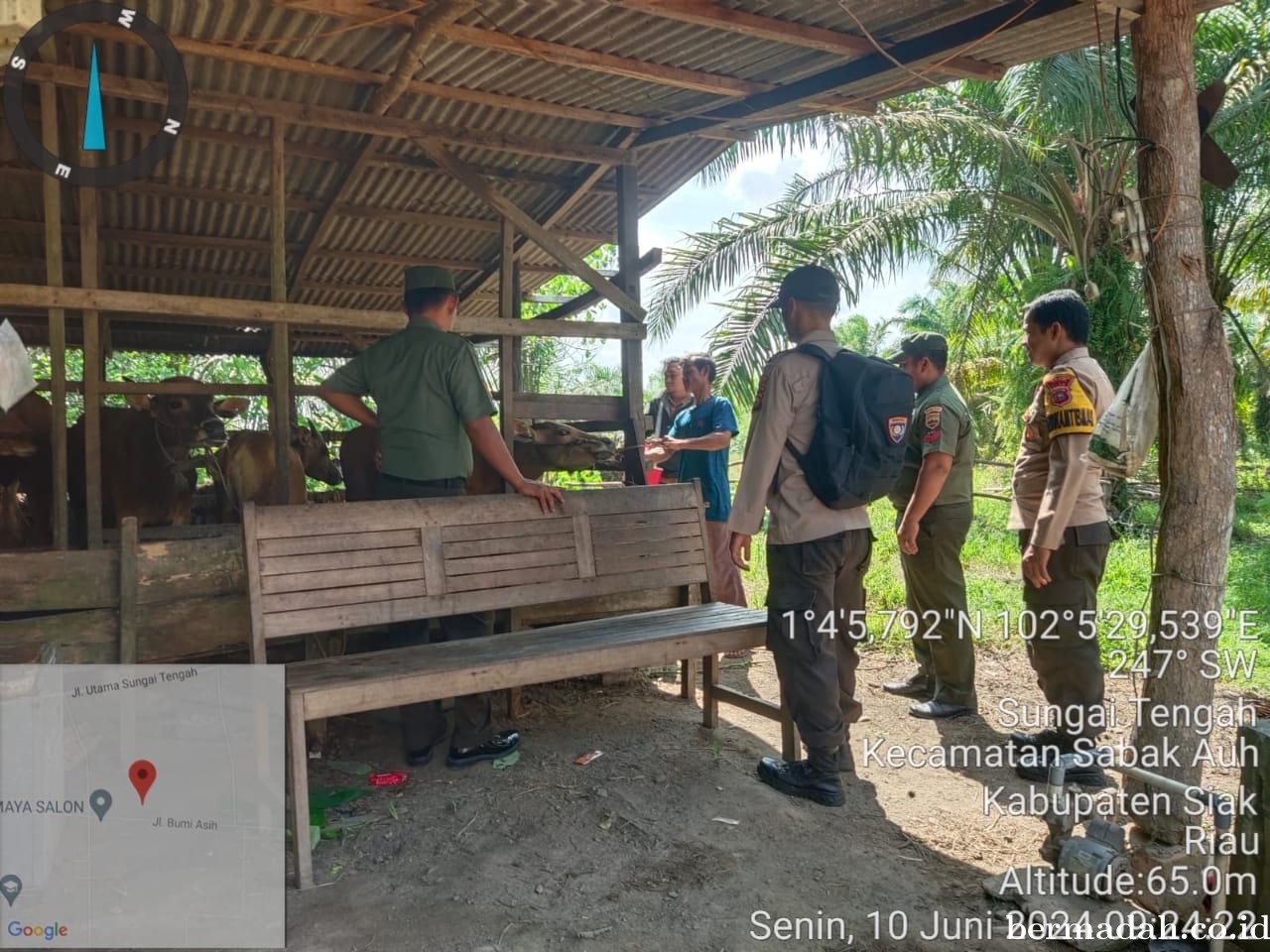 Senin 10 Juni, Babinsa Koramil 06/PWK Sabak Auh Giat Penetapan URC Tanggulangi PMK