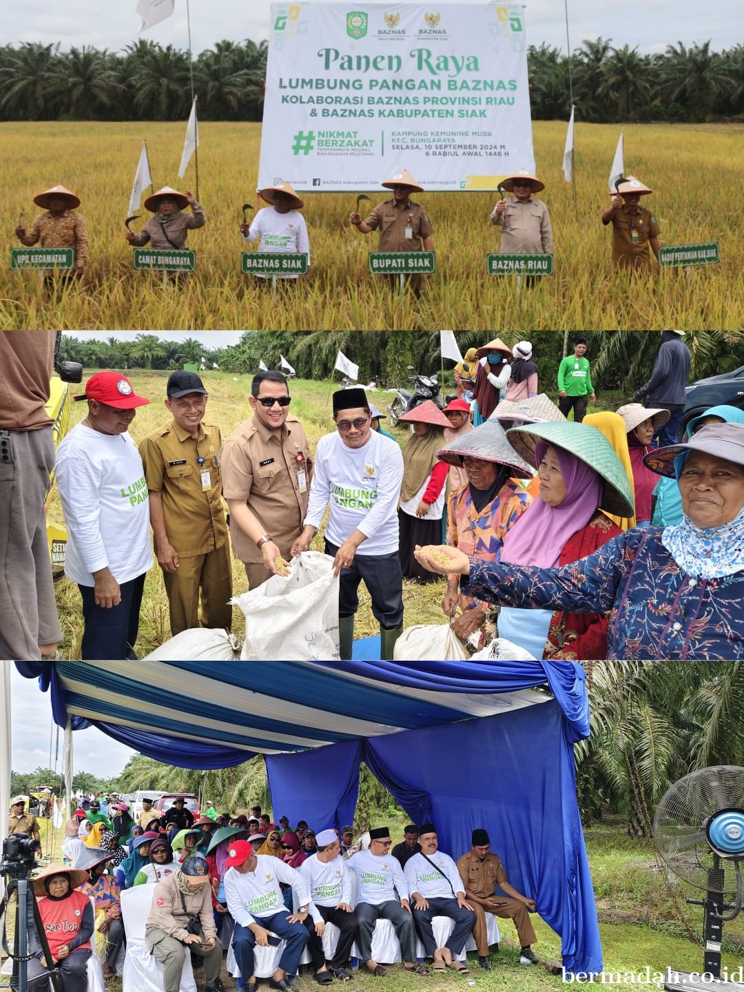 Dukung Program Ketahanan Pangan, BAZNAS Kabupaten Siak Panen Raya