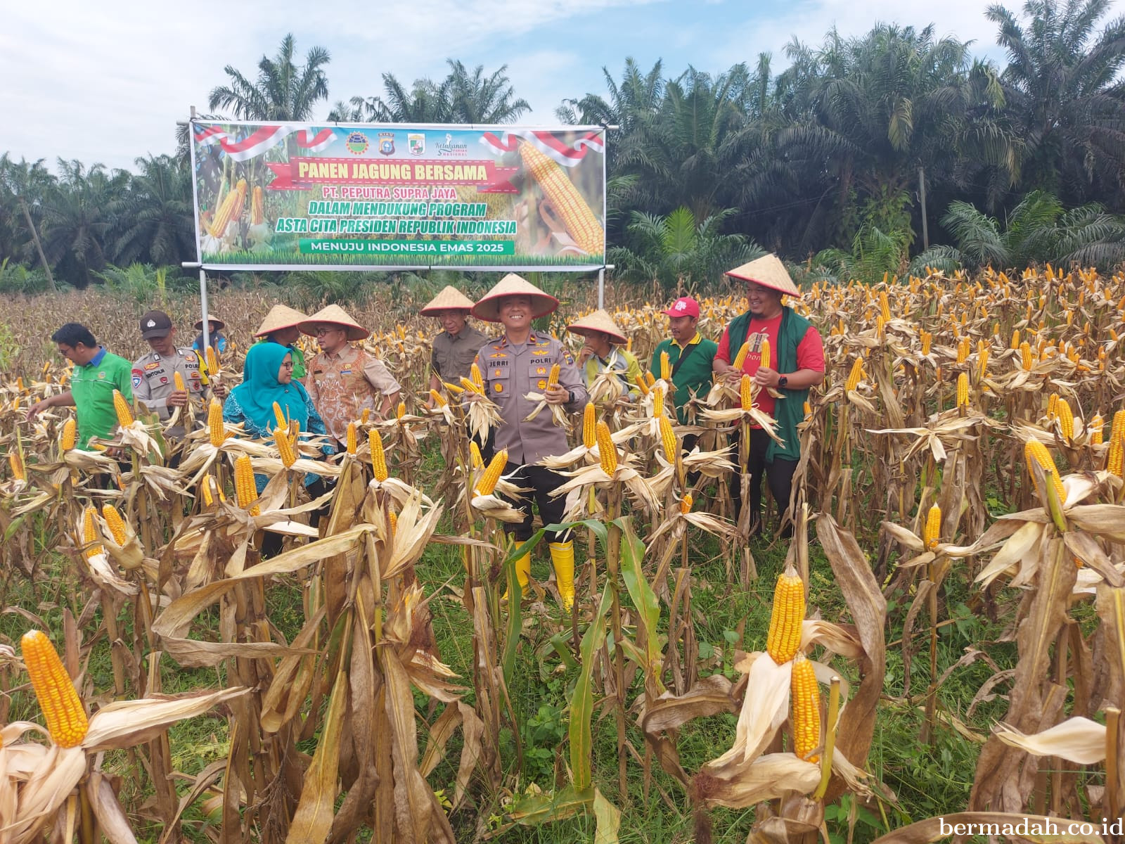 Panen Perdana Jagung di PT PSJ Langkan: Bukti Nyata Dukungan Ketahanan Pangan Presiden Prabowo