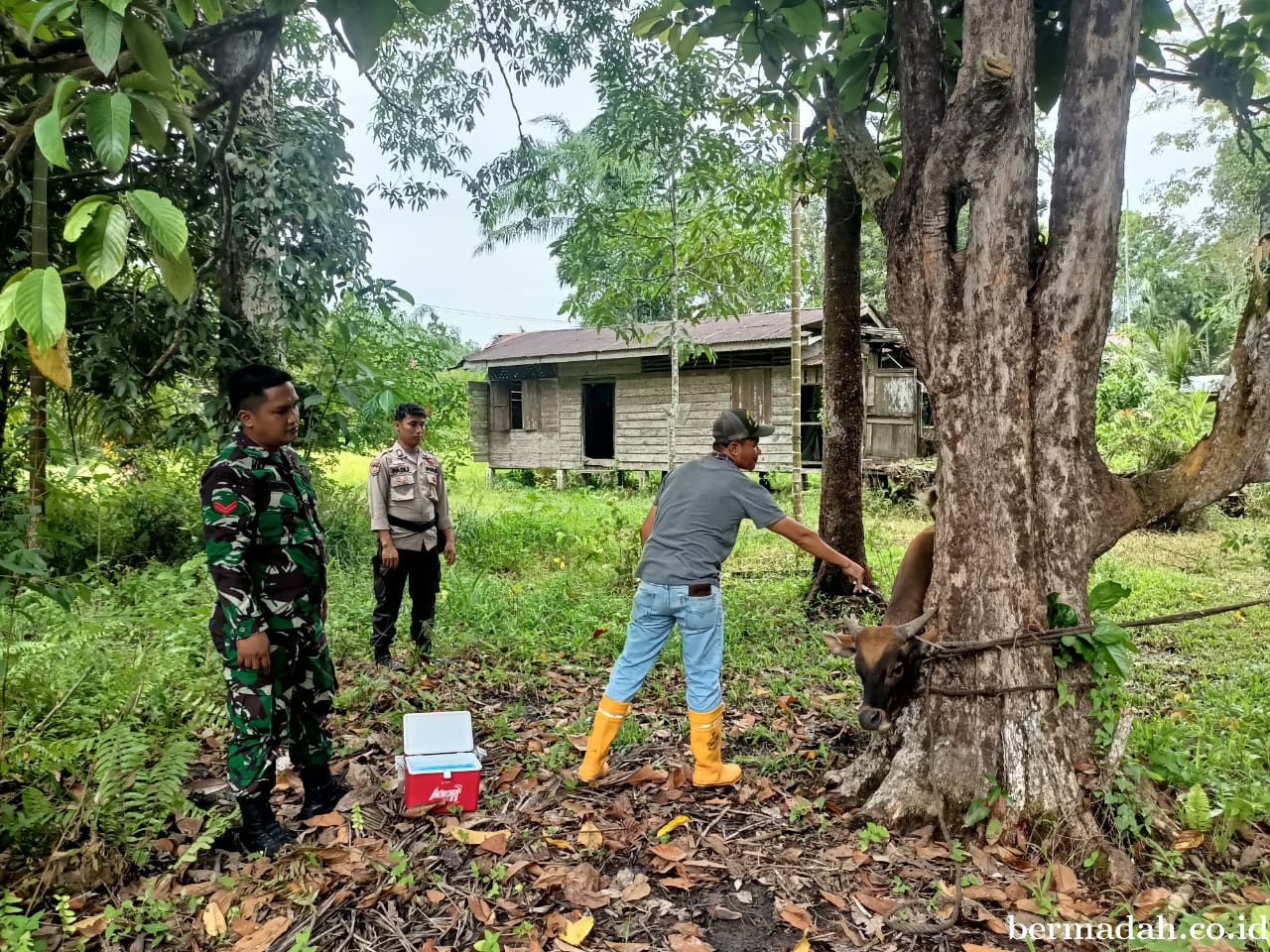 Selasa 23 September, Pendampingan Penyemprotan Disinsfektan PMK URC Ternak di Kampung Pusaka