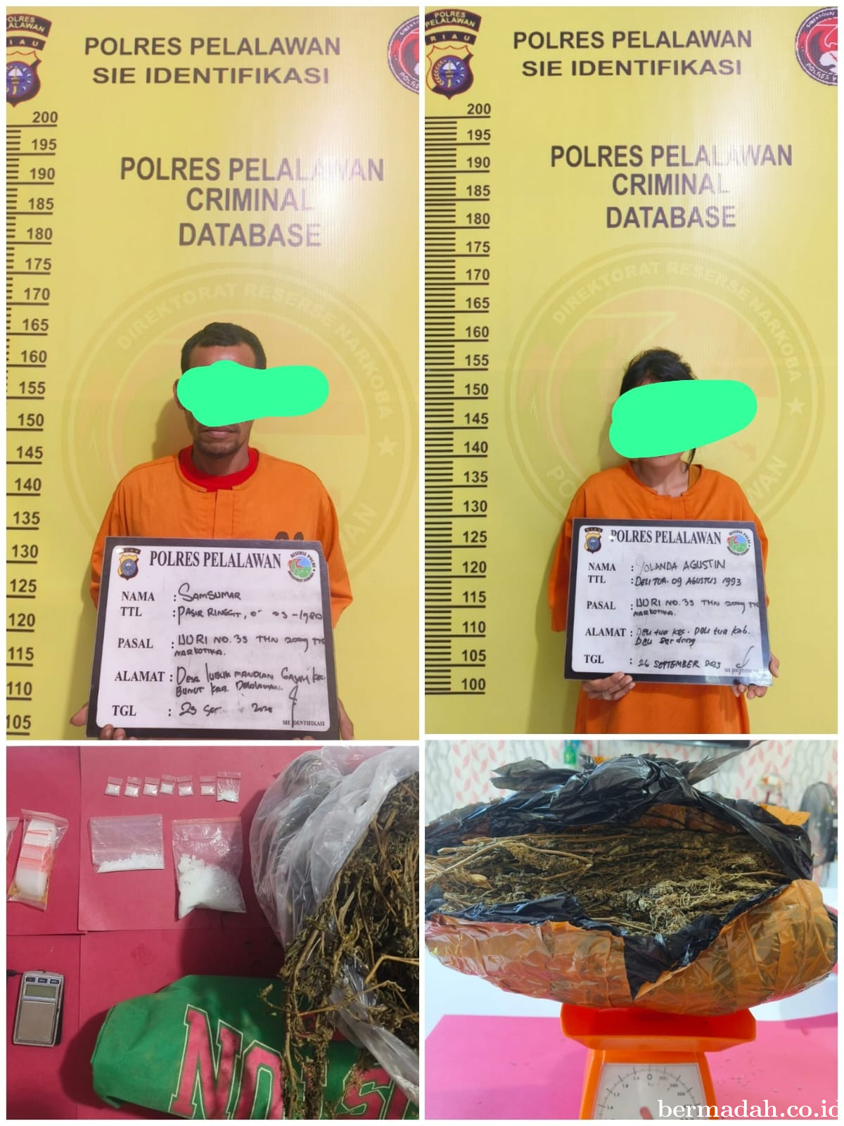 Polres Pelalawan Bekuk Terduga Pengedar Sabu dan Ganja, Sita 1,5 Kg Barang Haram