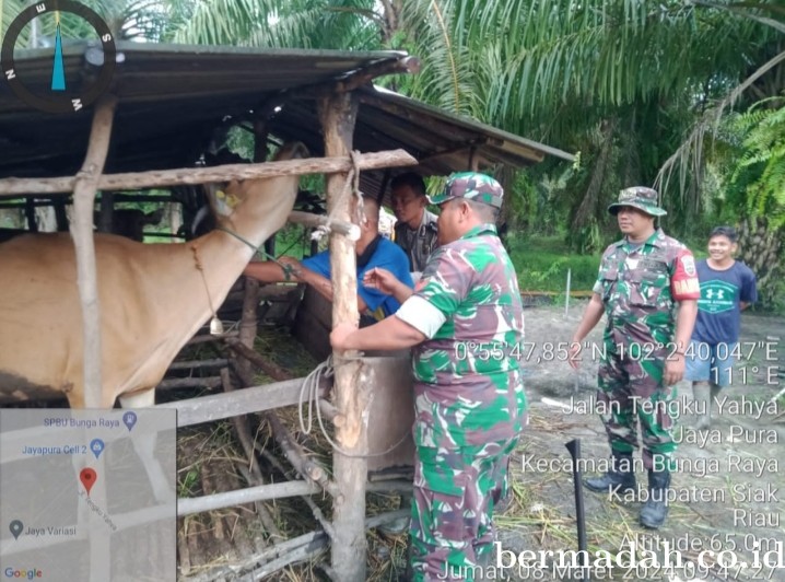 Jumat 8 Maret, Babinsa Koramil 06/PWK Sabak Auh Penetapan URC Tanggulangi PMK