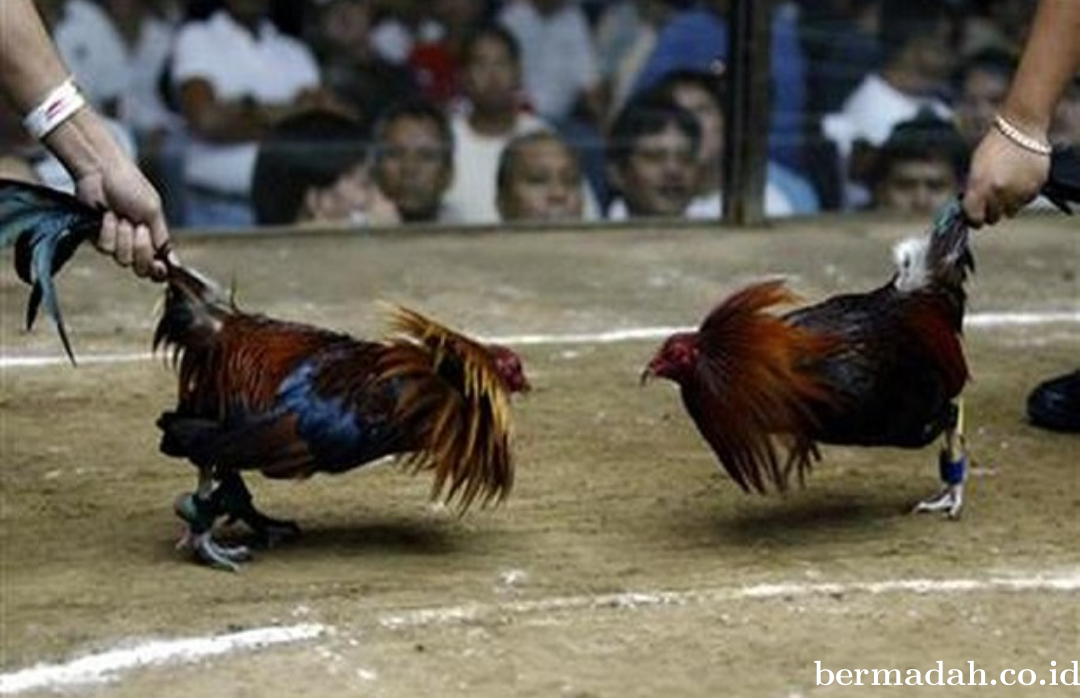 Hm...Gerebek Sabung Ayam, Polisi Ini Justru Tewas Diserang Ayam Aduan