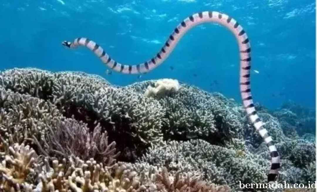 Beberapa Ular Laut Paling Berbisa di Dunia, Yang Ini Ada di Indonesia